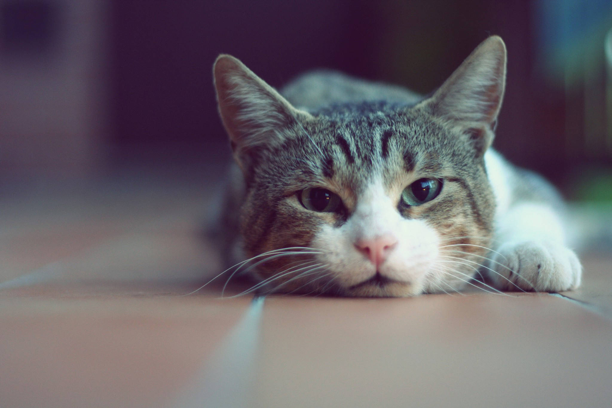 tabby cat, heterochromatic eyes, tiled floor, Full HD Desktop Wallpaper