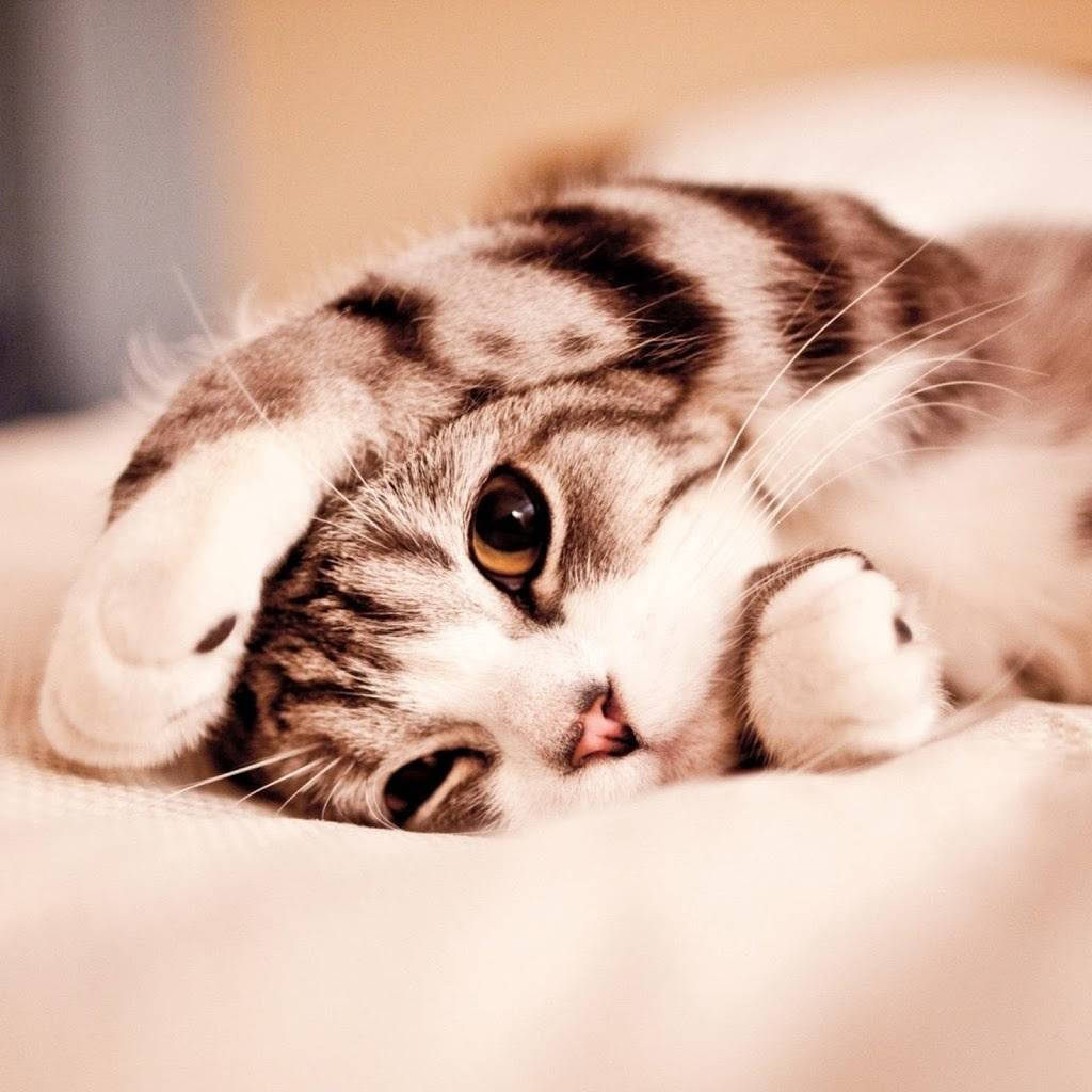 tabby cat, white paws, soft pillow, SD Desktop Wallpaper