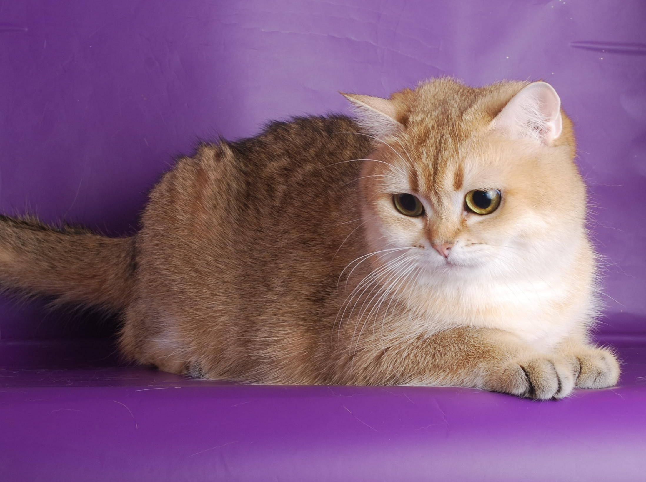 fluffy golden cat, striking yellow eyes, vibrant purple surface, Full HD Desktop Wallpaper