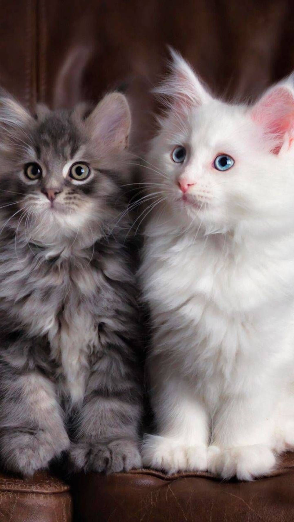gray tabby, white with blue eyes, brown leather couch, HD Phone Wallpaper