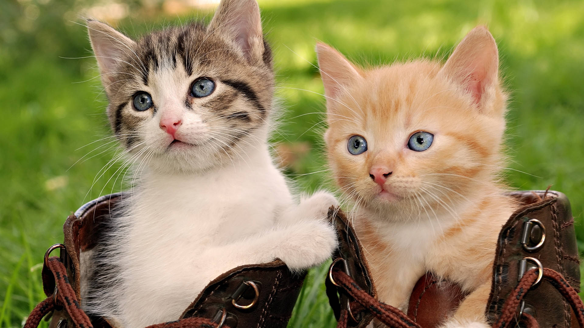 brown leather boot, vibrant green lawn, blue eyes, Full HD Desktop Wallpaper