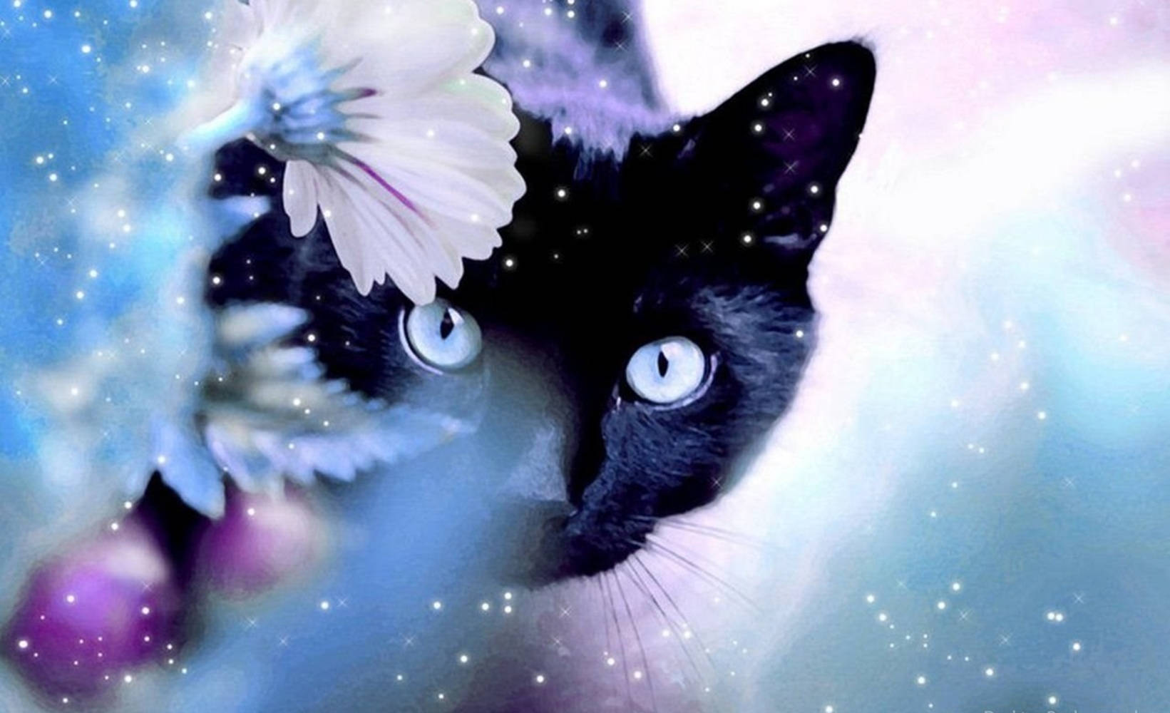 black cat, glowing eyes, cosmic clouds, HD Desktop Wallpaper