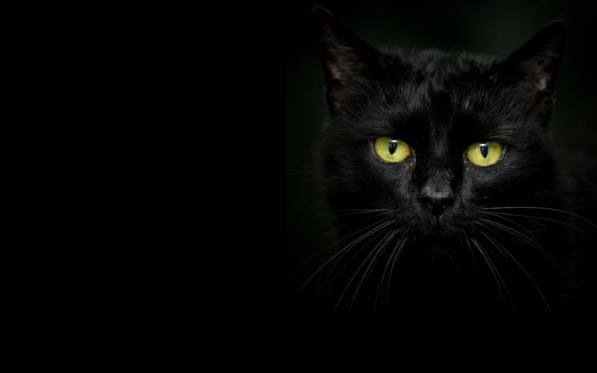 black cat, glowing yellow eyes, dark background, Full HD Desktop Wallpaper
