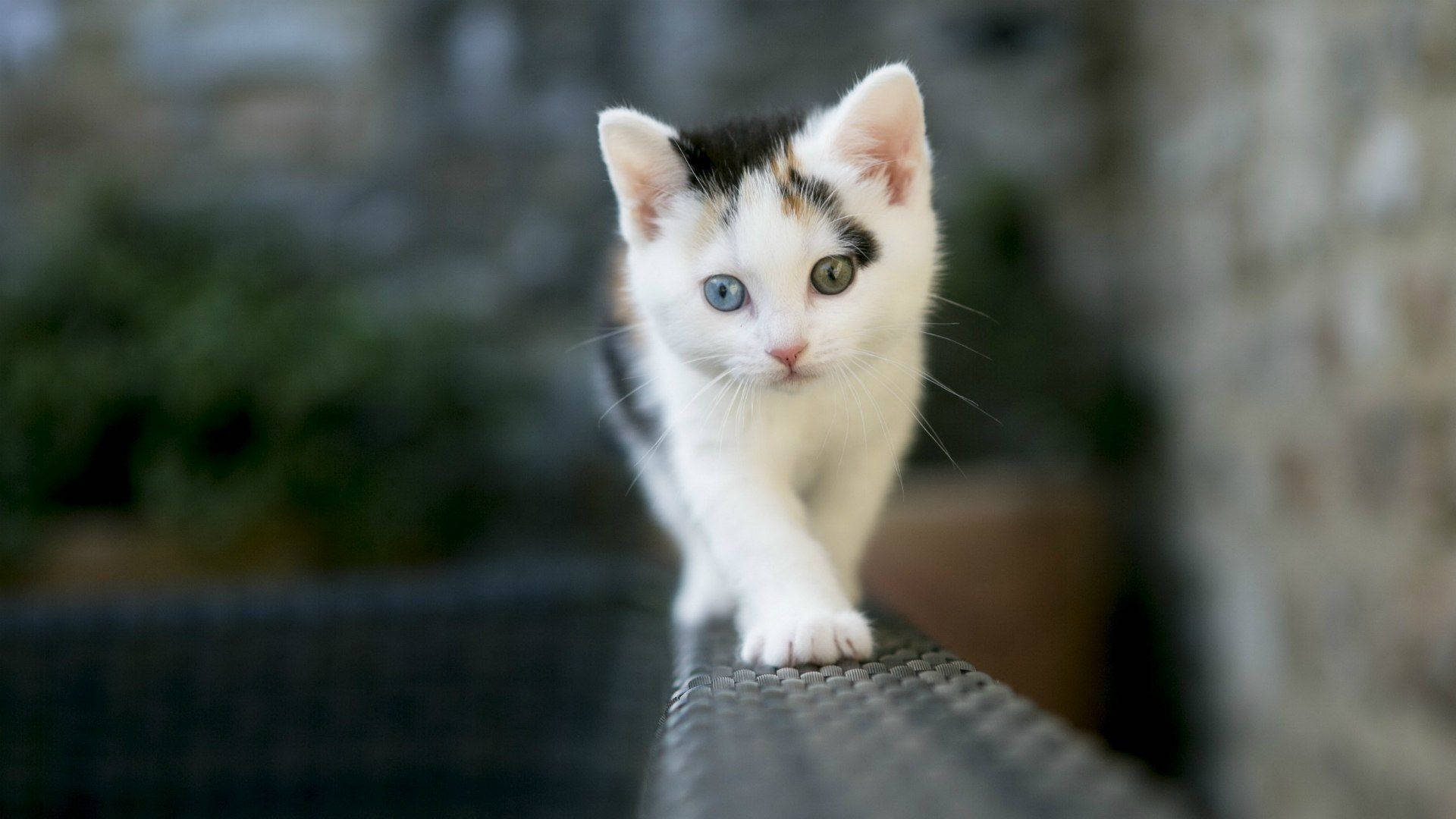 rattan chair, calico kitten, heterochromic eyes, Full HD Desktop Wallpaper