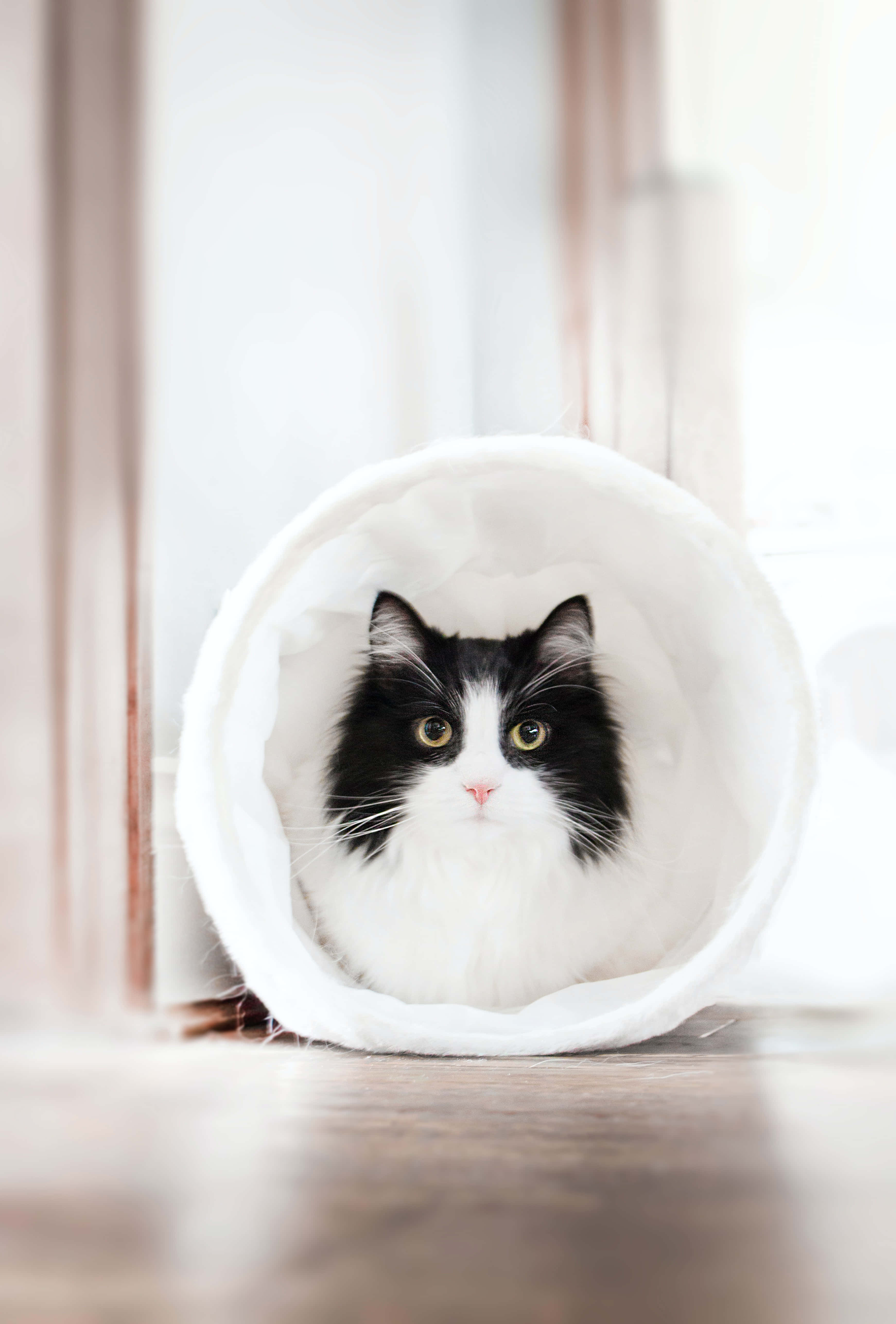 black and white cat, white fabric tunnel, wooden floor, 5K Phone Wallpaper