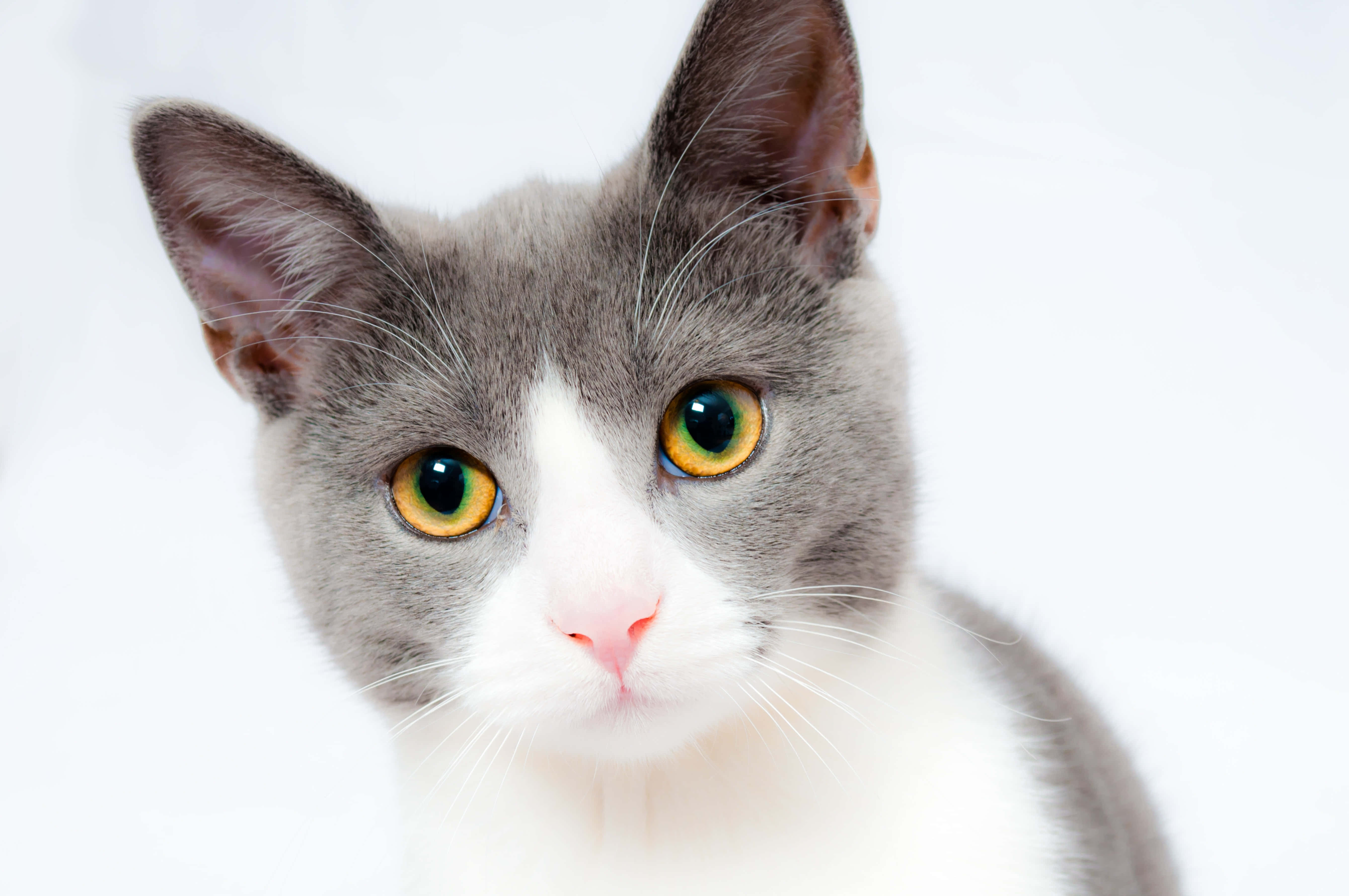 gray and white cat, amber eyes, staring directly at the camera, 5K Desktop Wallpaper