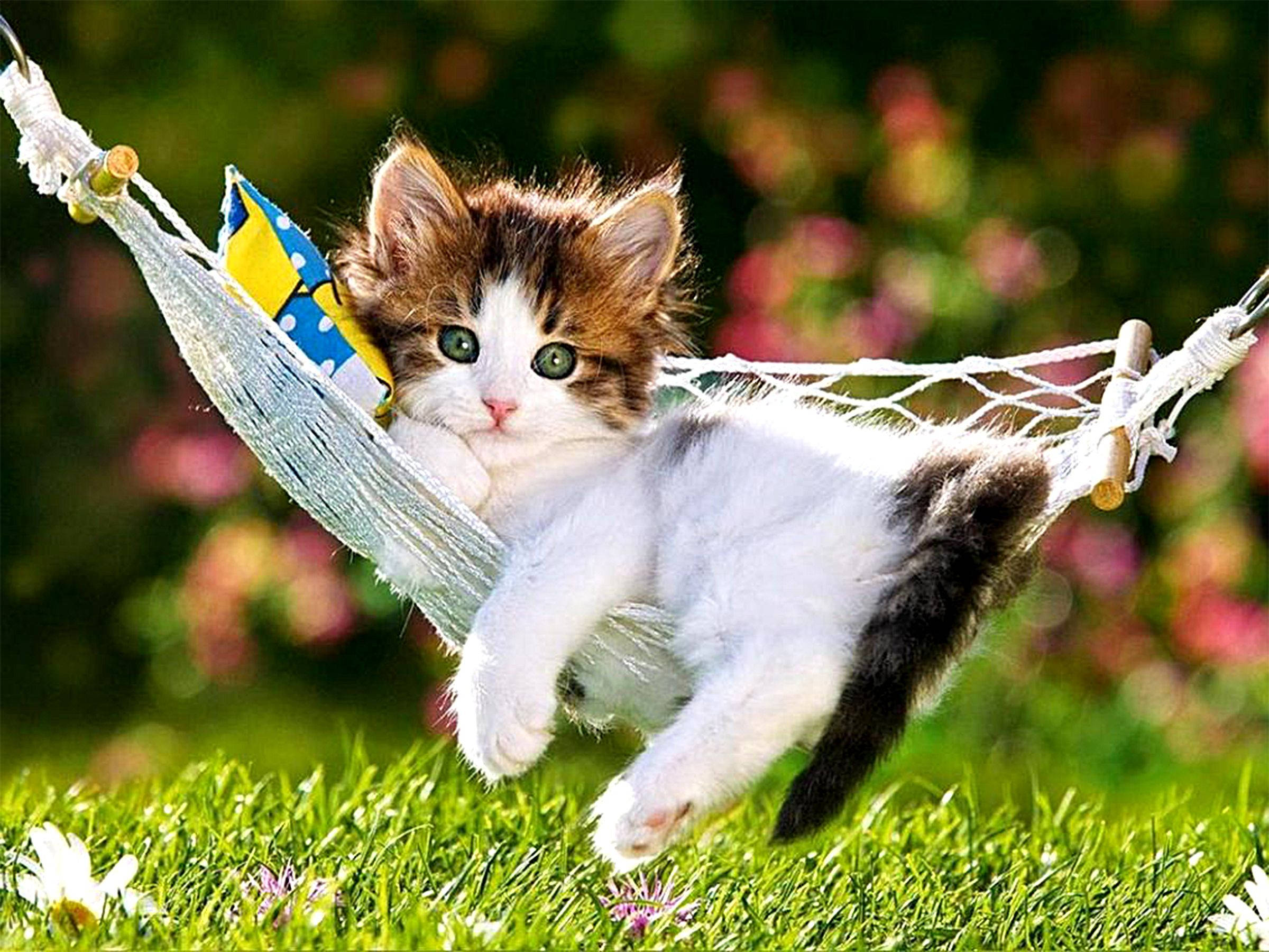 calico kitten, white hammock, vibrant green grass, Full HD Desktop Wallpaper