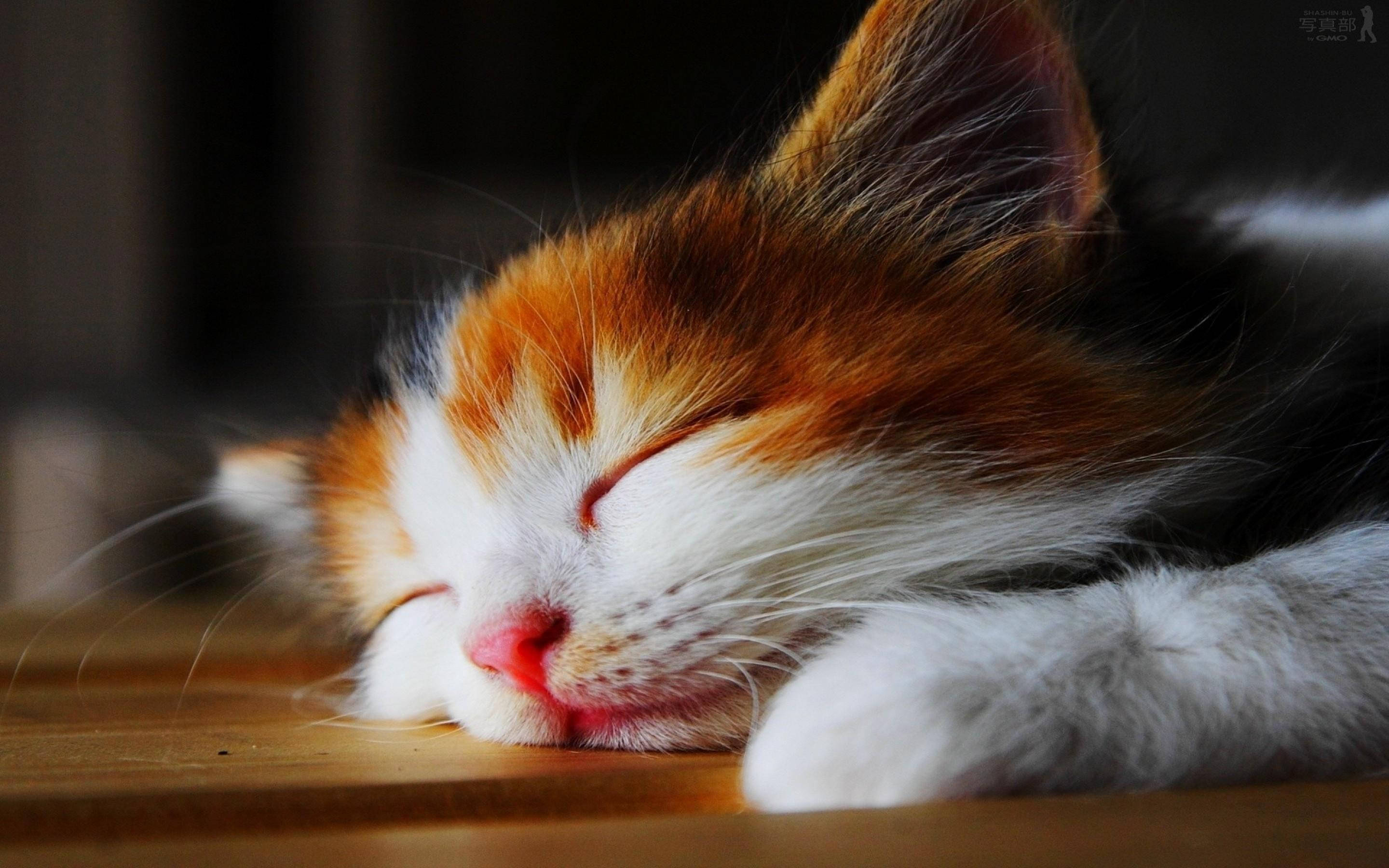 calico cat, warm wooden surface, soft natural light, 2K Desktop Wallpaper