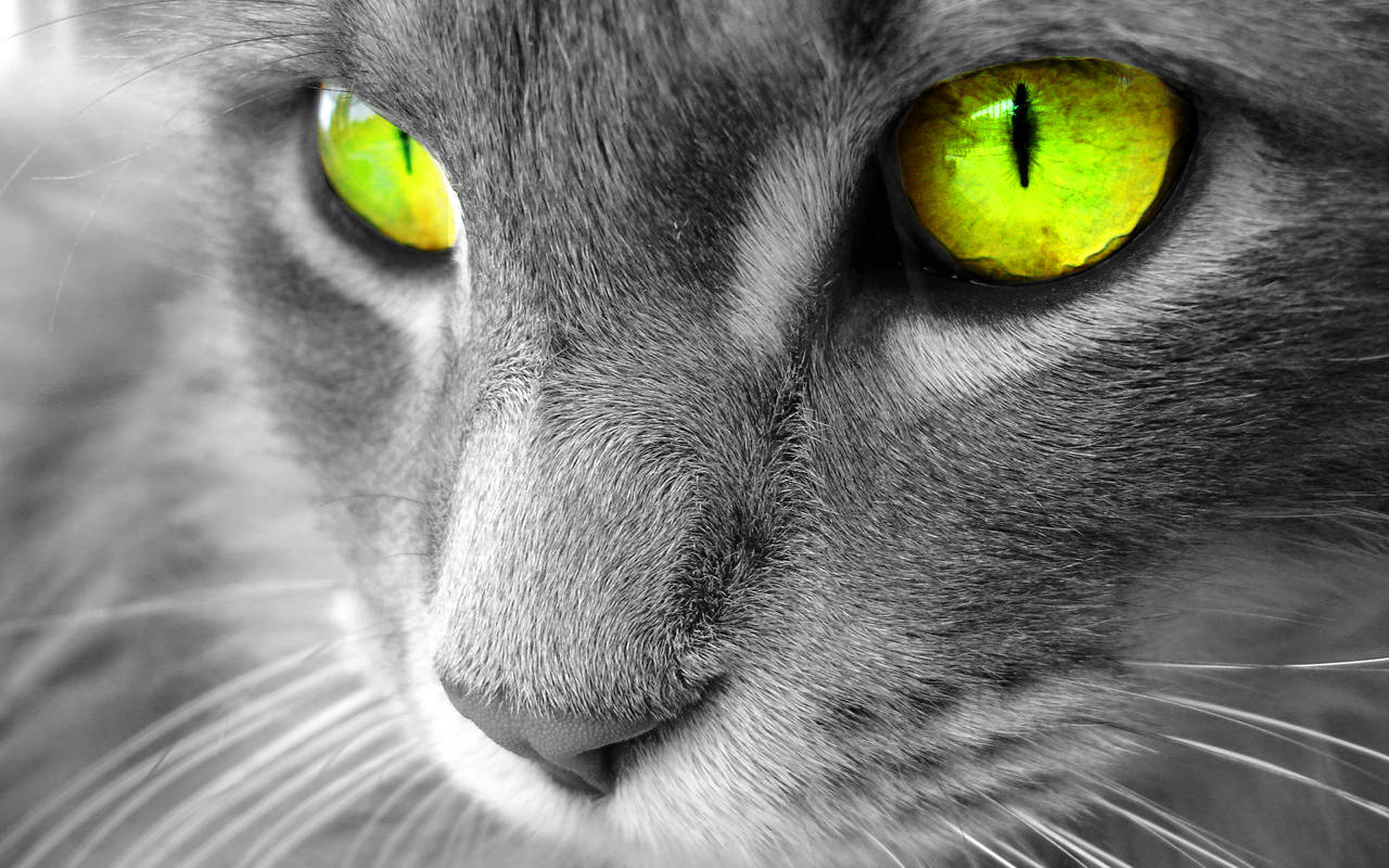 gray cat, green eyes, monochrome background, HD Desktop Wallpaper