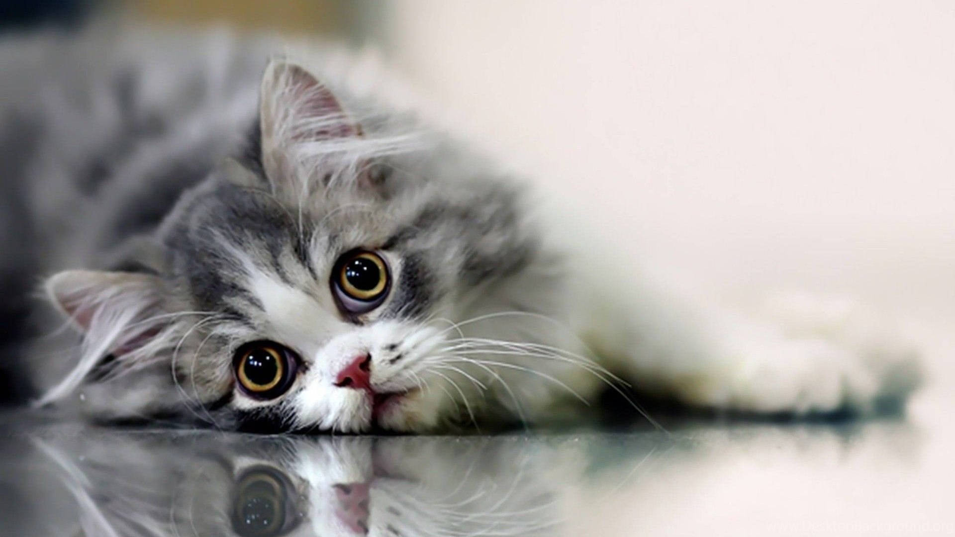 shiny floor, fluffy gray and white cat, wide golden eyes, Full HD Desktop Wallpaper