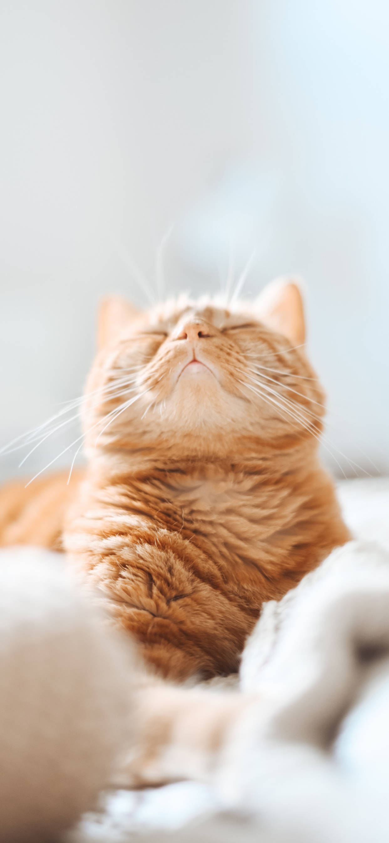 orange cat, white bed, soft white bedding, 2K Phone Wallpaper