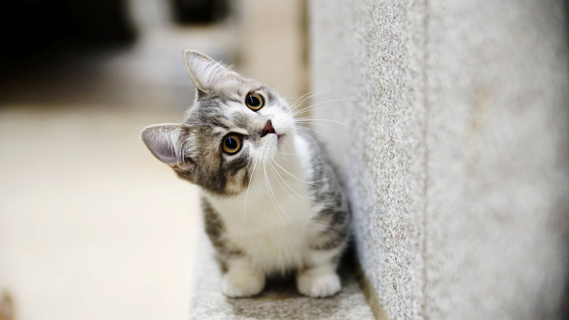 gray and white kitten, stone ledge, amber eyes, Full HD Desktop Wallpaper