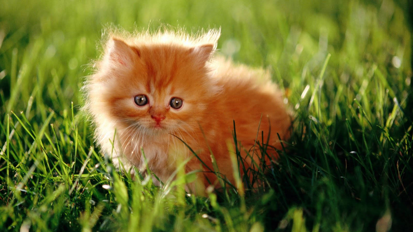 fluffy orange kitten, vibrant green grass, warm sunlight, HD Desktop Wallpaper
