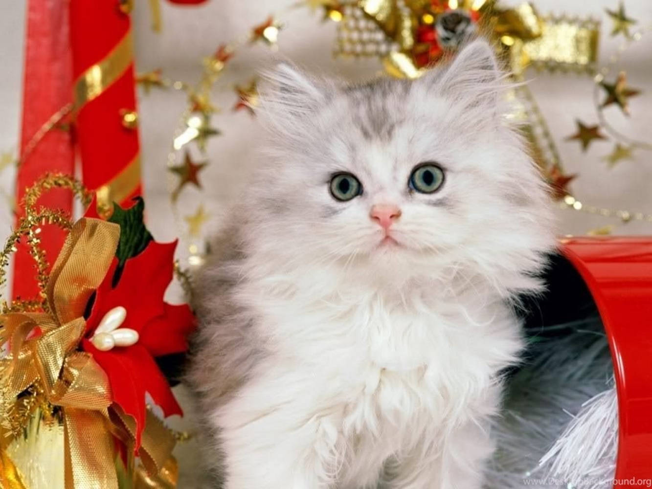 silver and white kitten, bright green eyes, festive red gold and white holiday decorations, HD Desktop Wallpaper