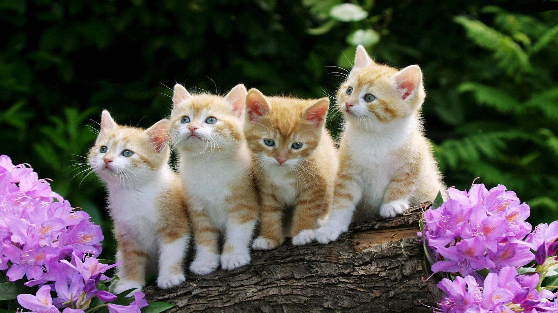 four fluffy orange and white kittens, tree branch, vibrant purple flowers, Full HD Desktop Wallpaper