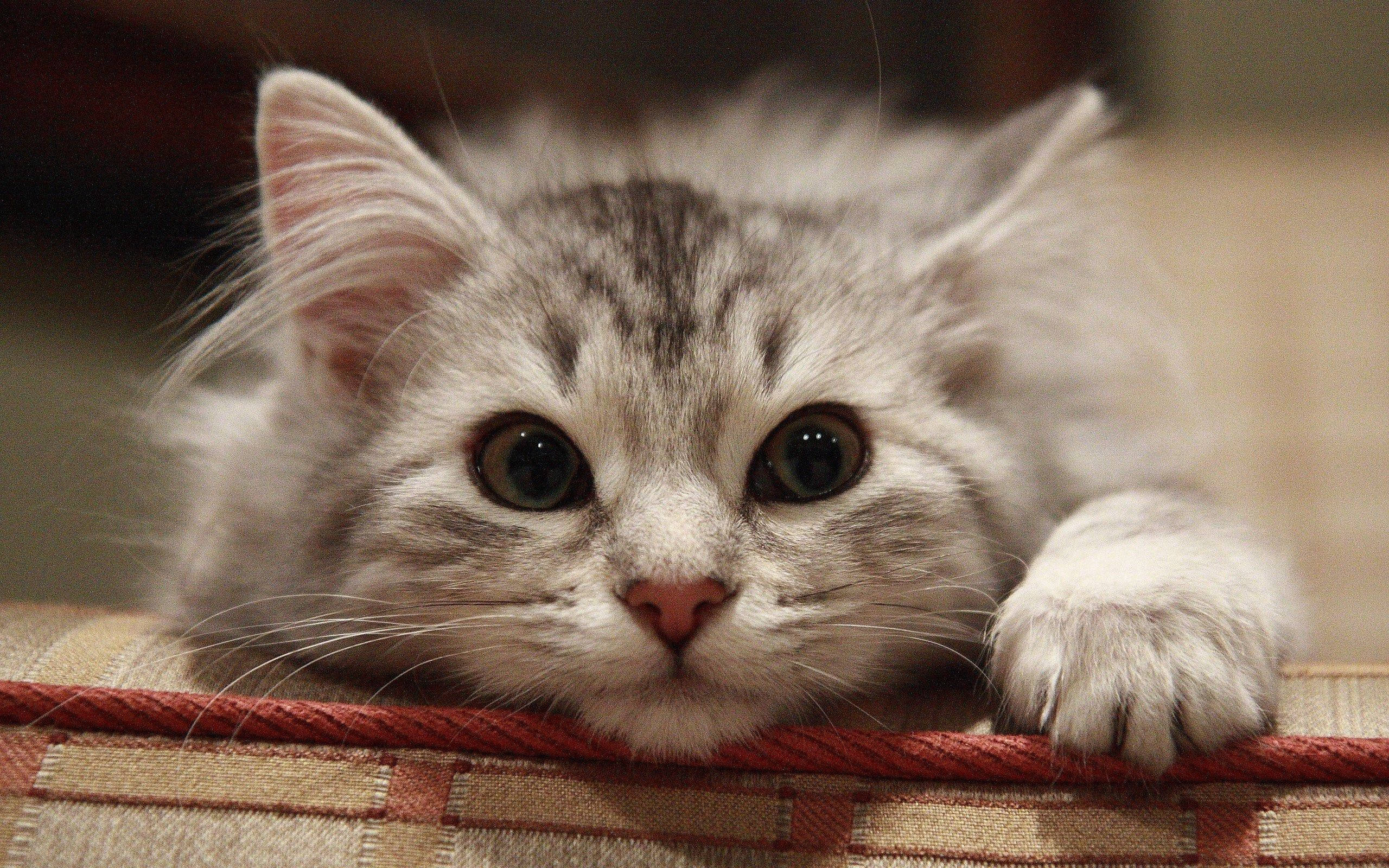 fluffy silver tabby kitten, wide green eyes, patterned cushion edge, 2K Desktop Wallpaper