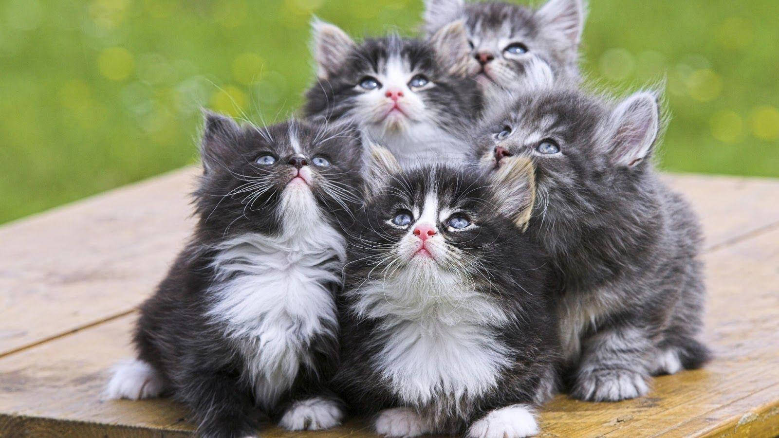 fluffy gray and white kittens, bright blue eyes, huddled together, HD Desktop Wallpaper