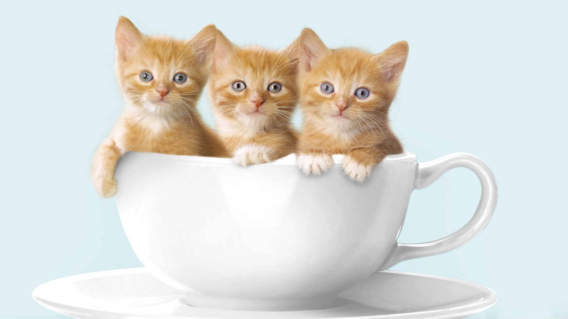white teacup, saucer, soft blue background, Full HD Desktop Wallpaper