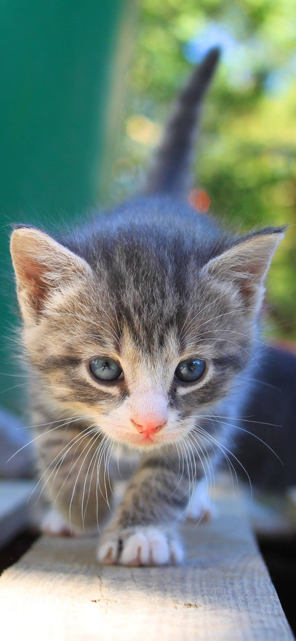 gray tabby kitten, bright blue eyes, wooden surface, Full HD Phone Wallpaper