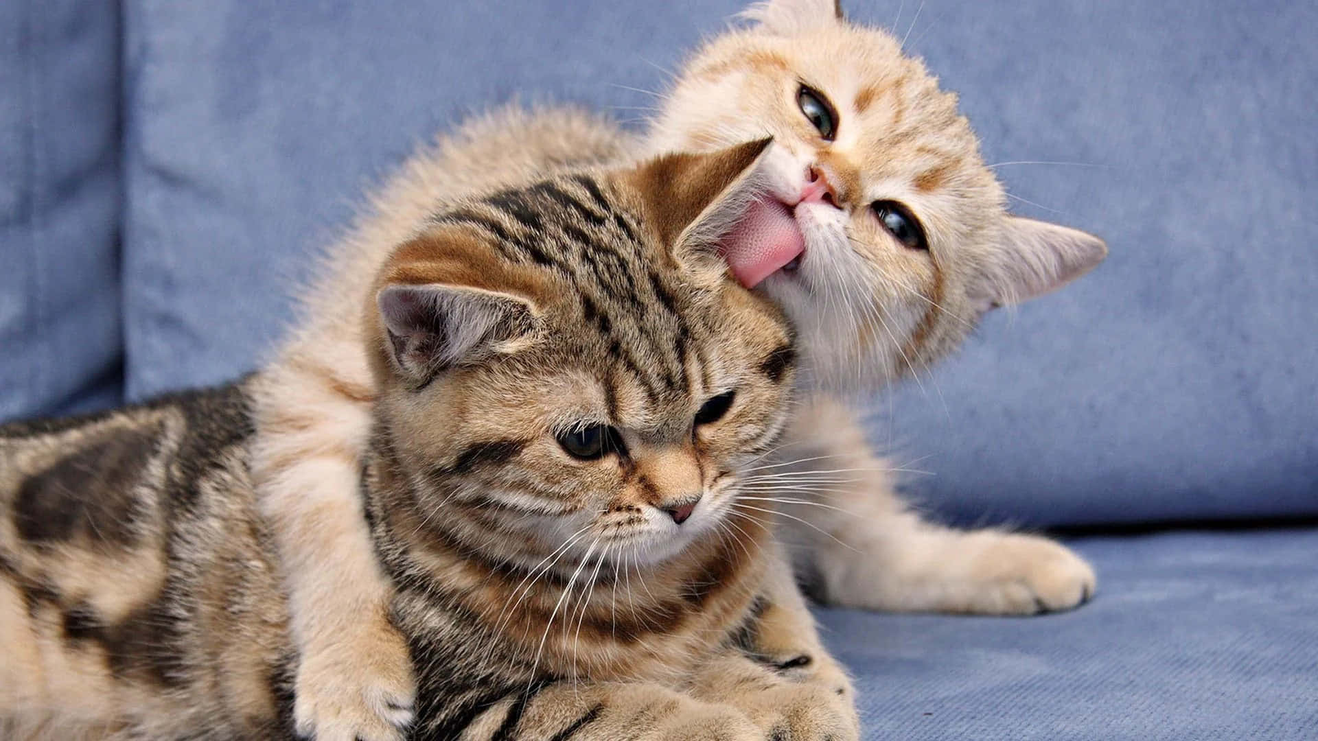 fluffy cream kitten, tabby cat, blue couch, Full HD Desktop Wallpaper