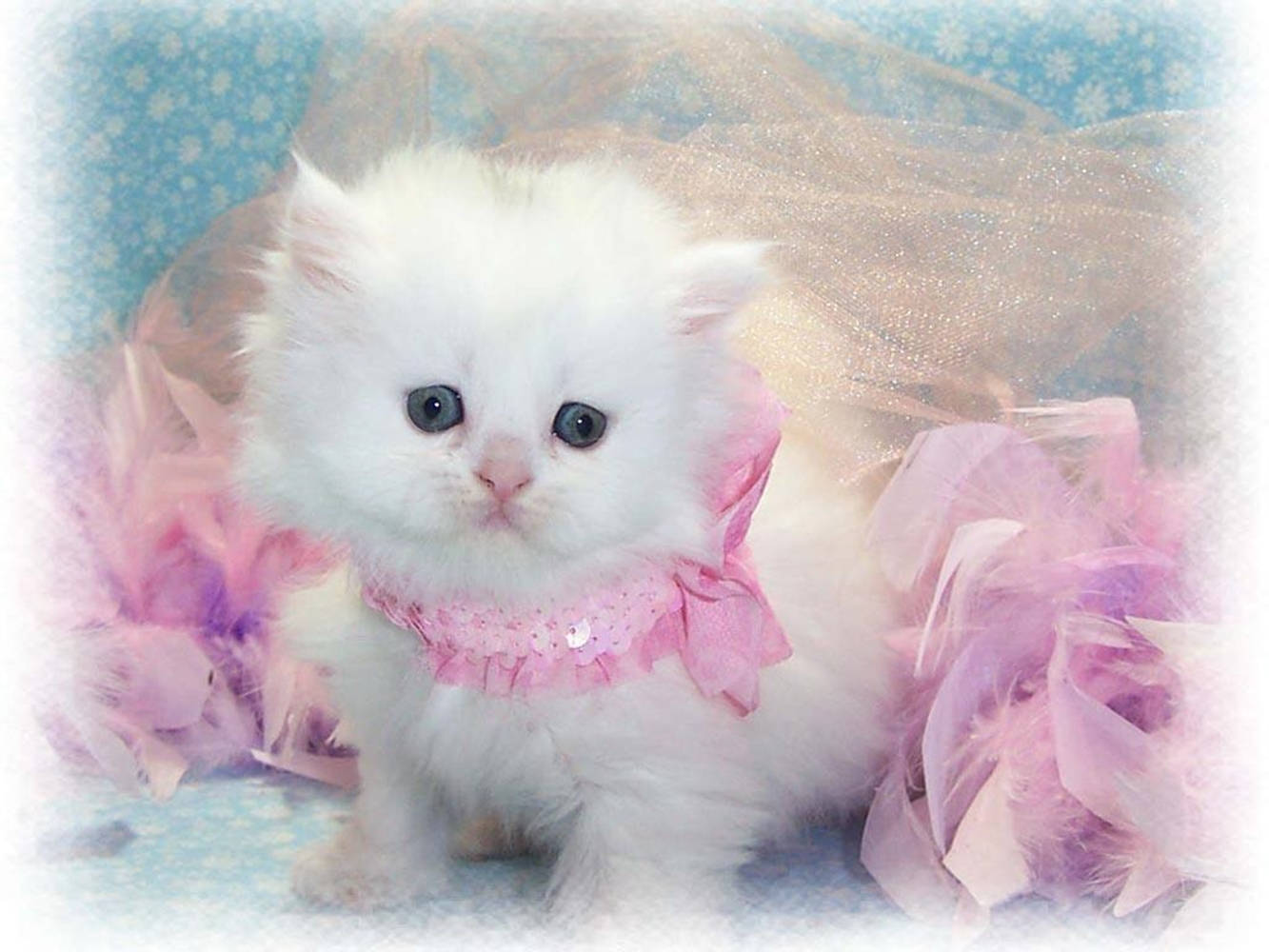 pink frilly collar, fluffy white kitten, big blue eyes, HD Desktop Wallpaper