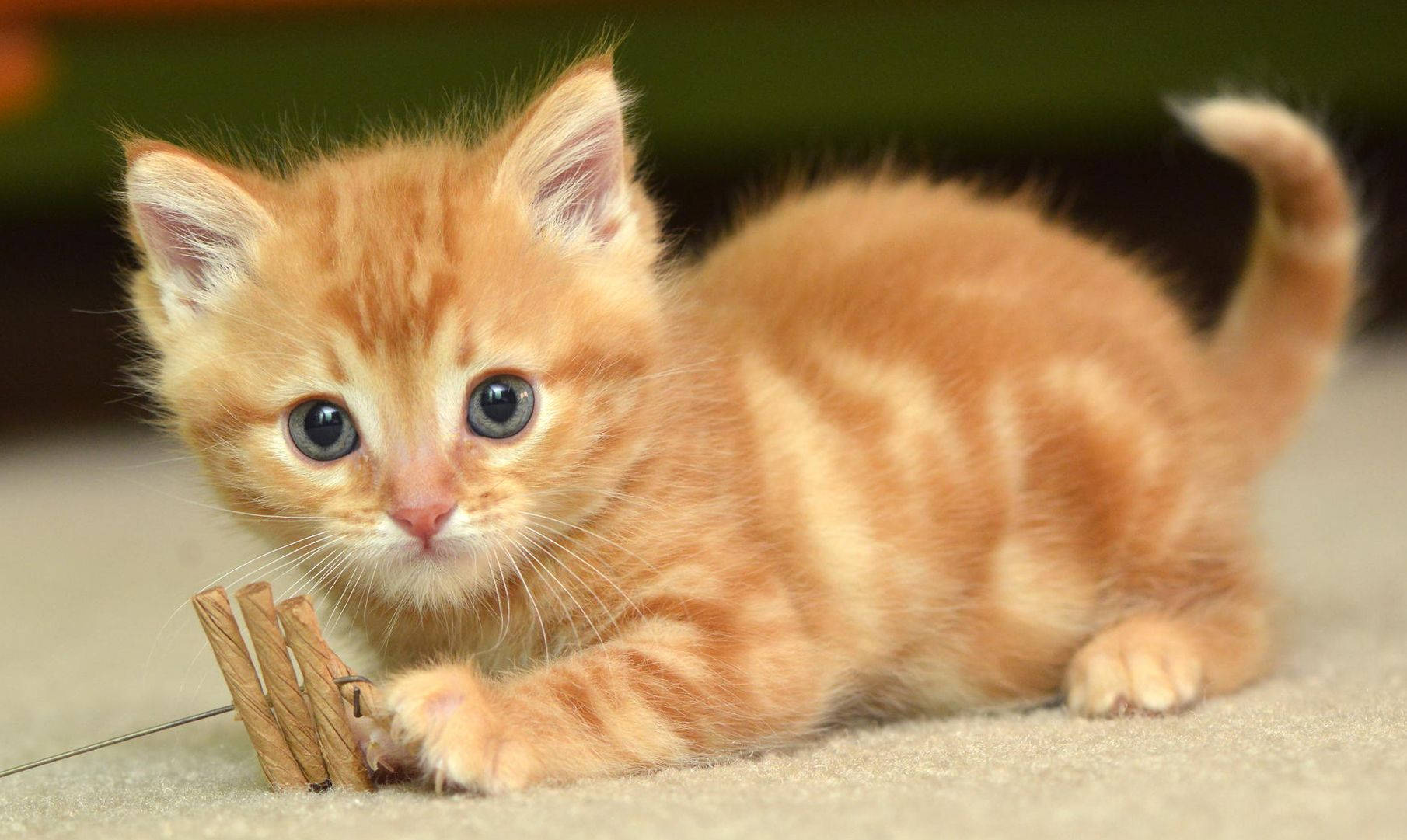 fluffy orange tabby kitten, wide blue eyes, wooden clothespin, HD Desktop Wallpaper