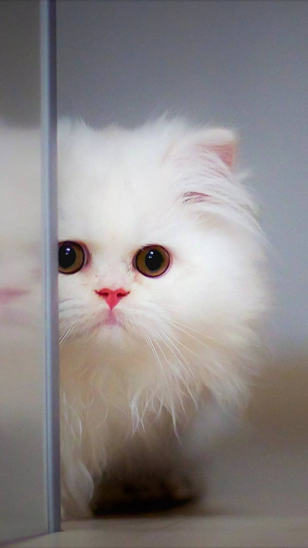 fluffy white Persian cat, wide amber eyes, glass door, Full HD Phone Wallpaper