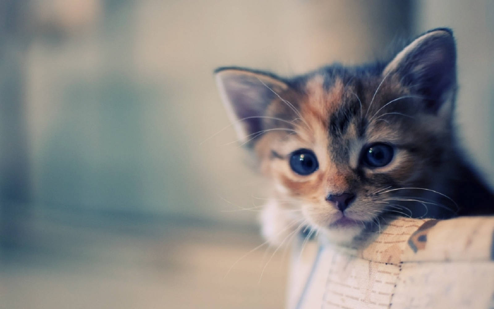calico kitten, blue eyes, cardboard box, HD Desktop Wallpaper