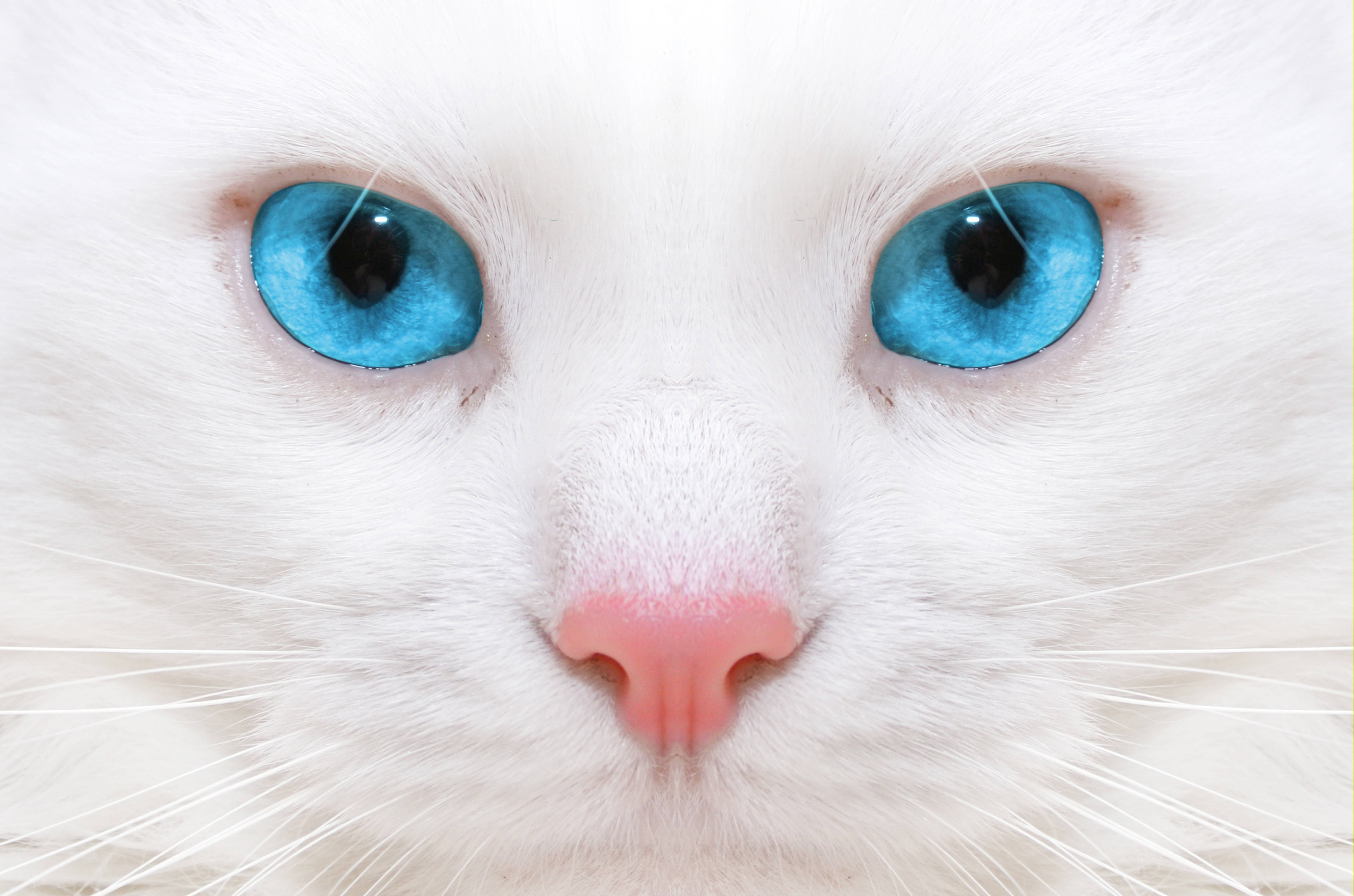 white cat, striking blue eyes, pink nose, 5K Desktop Wallpaper