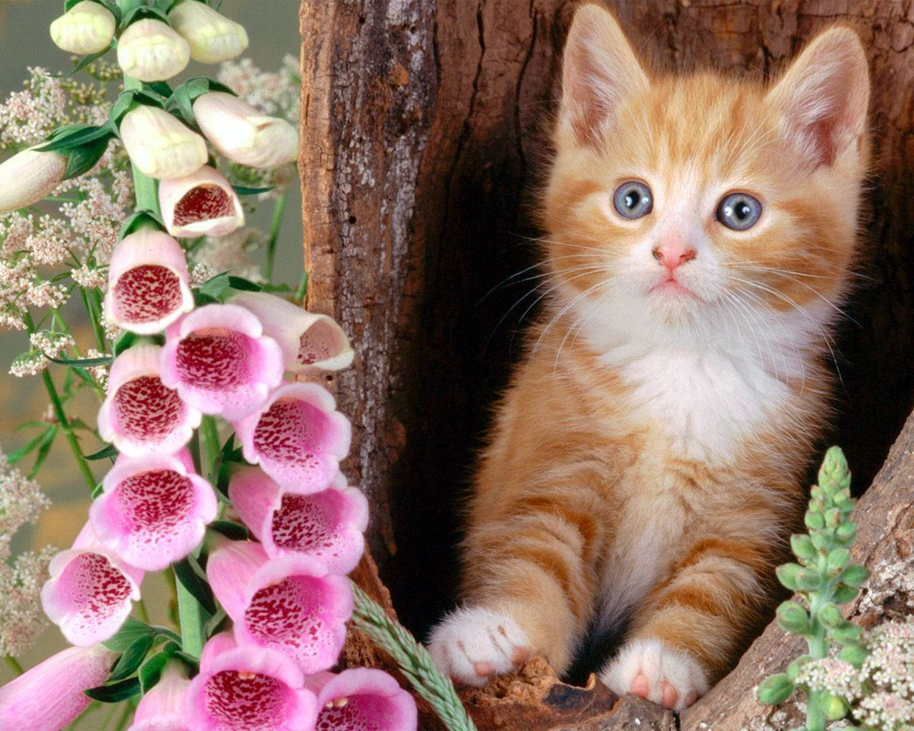ginger kitten, wide blue eyes, tree hollow, HD Desktop Wallpaper
