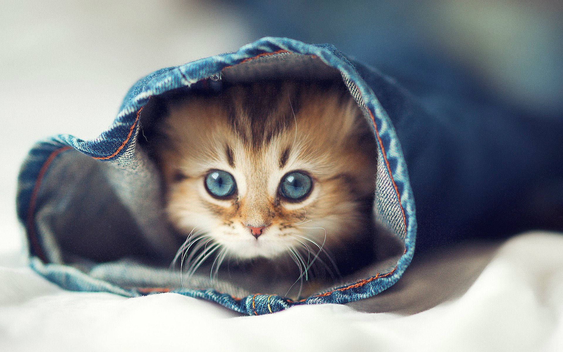 fluffy tabby kitten, striking blue eyes, denim pocket, Full HD Desktop Wallpaper