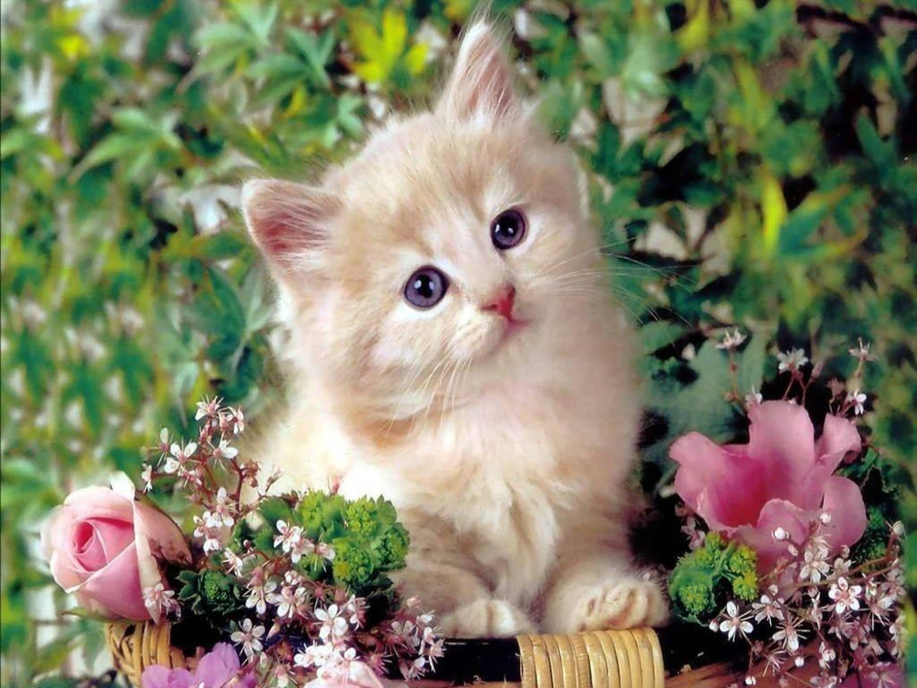 fluffy cream kitten, big blue eyes, wicker basket, HD Desktop Wallpaper
