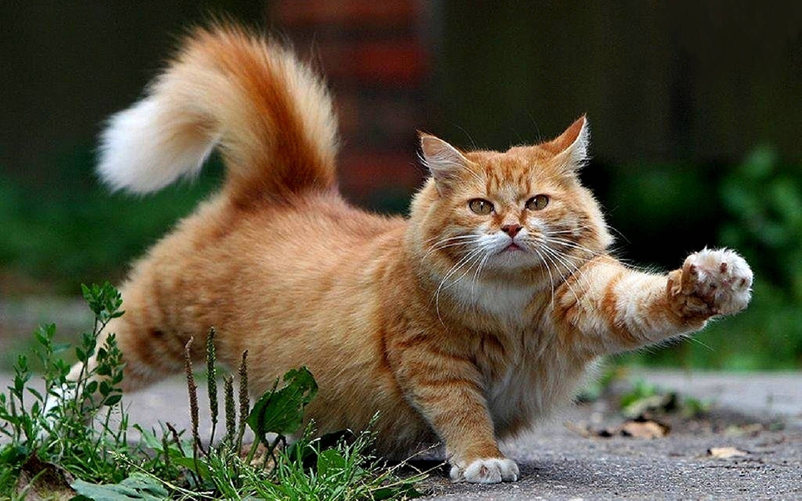 orange fat beautiful cat, paved path, fluffy ginger cat, HD Desktop Wallpaper