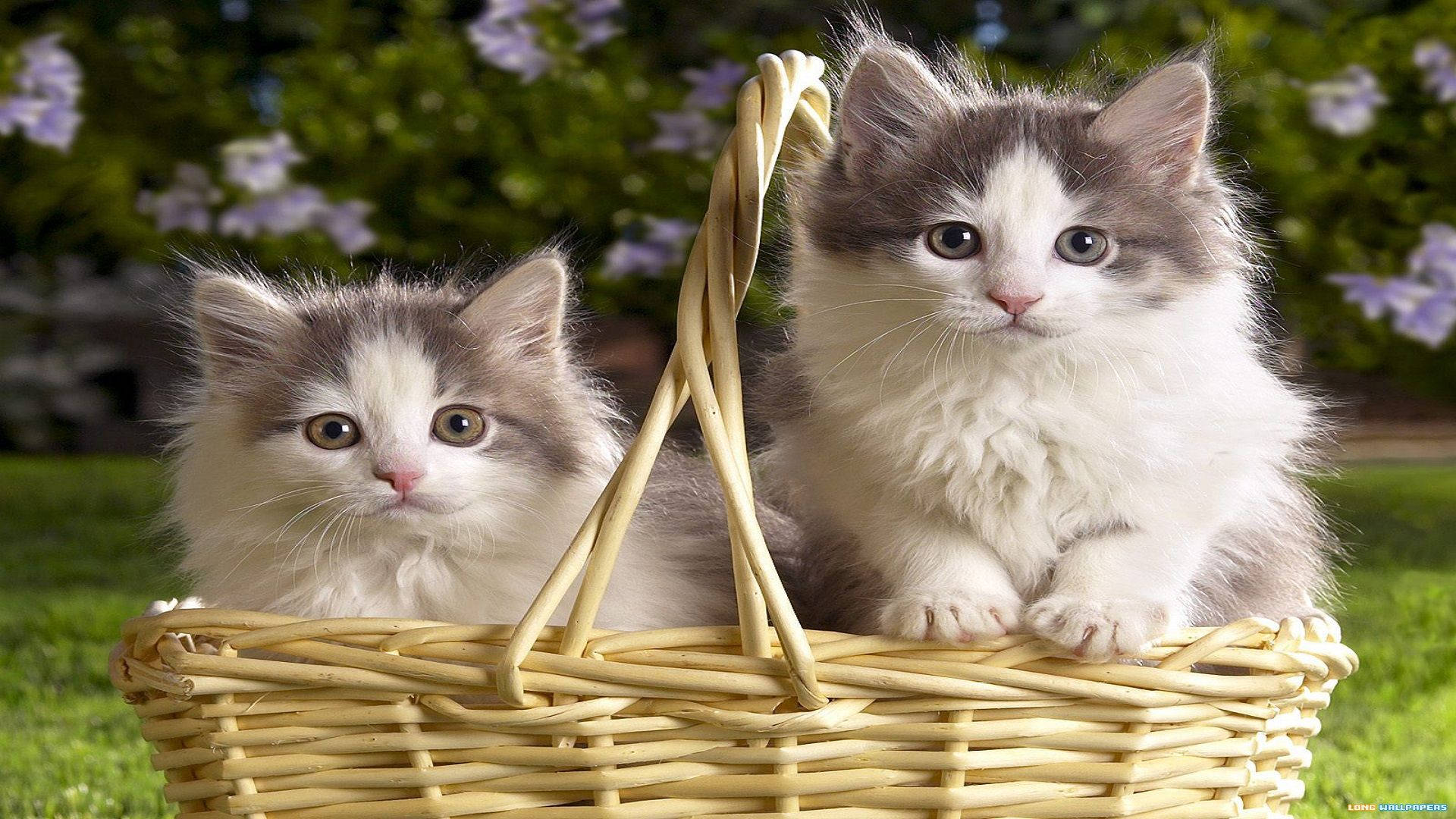 wicker basket, grassy lawn, purple flowers, Full HD Desktop Wallpaper