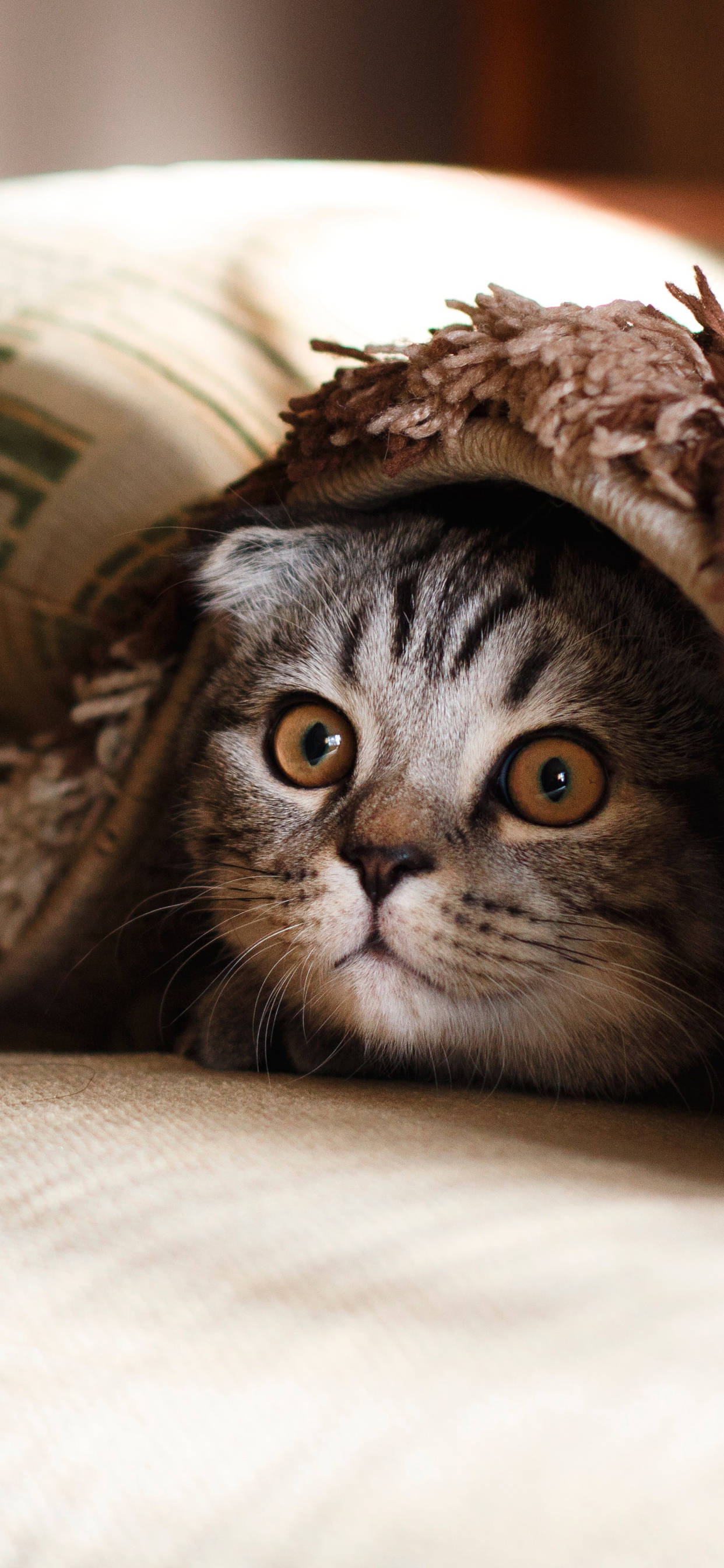 tabby cat, amber eyes, textured blanket, 2K Phone Wallpaper