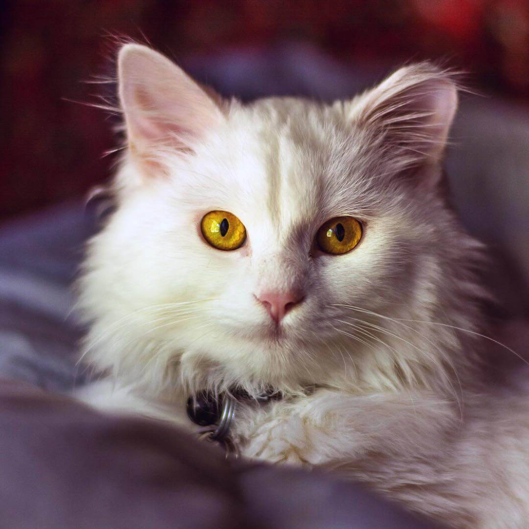fluffy white cat, striking golden eyes, soft purple blanket, SD Desktop Wallpaper