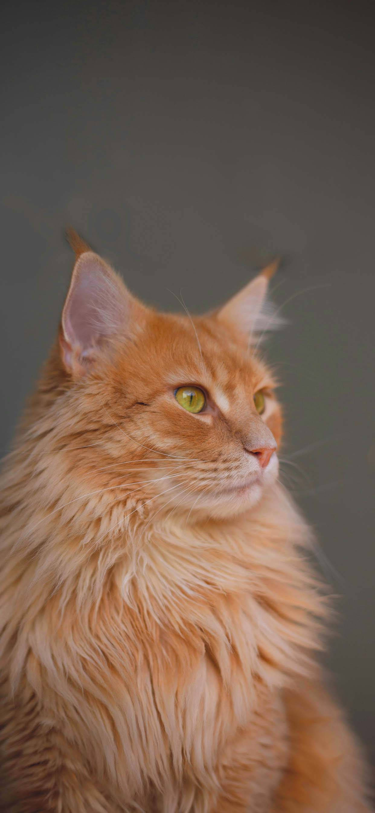 fluffy orange cat, striking green eyes, muted gray background, 2K Phone Wallpaper