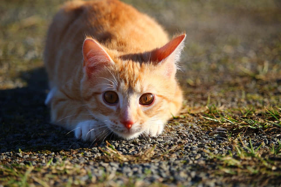 red cat, ginger cat, white paws, SD Desktop Wallpaper