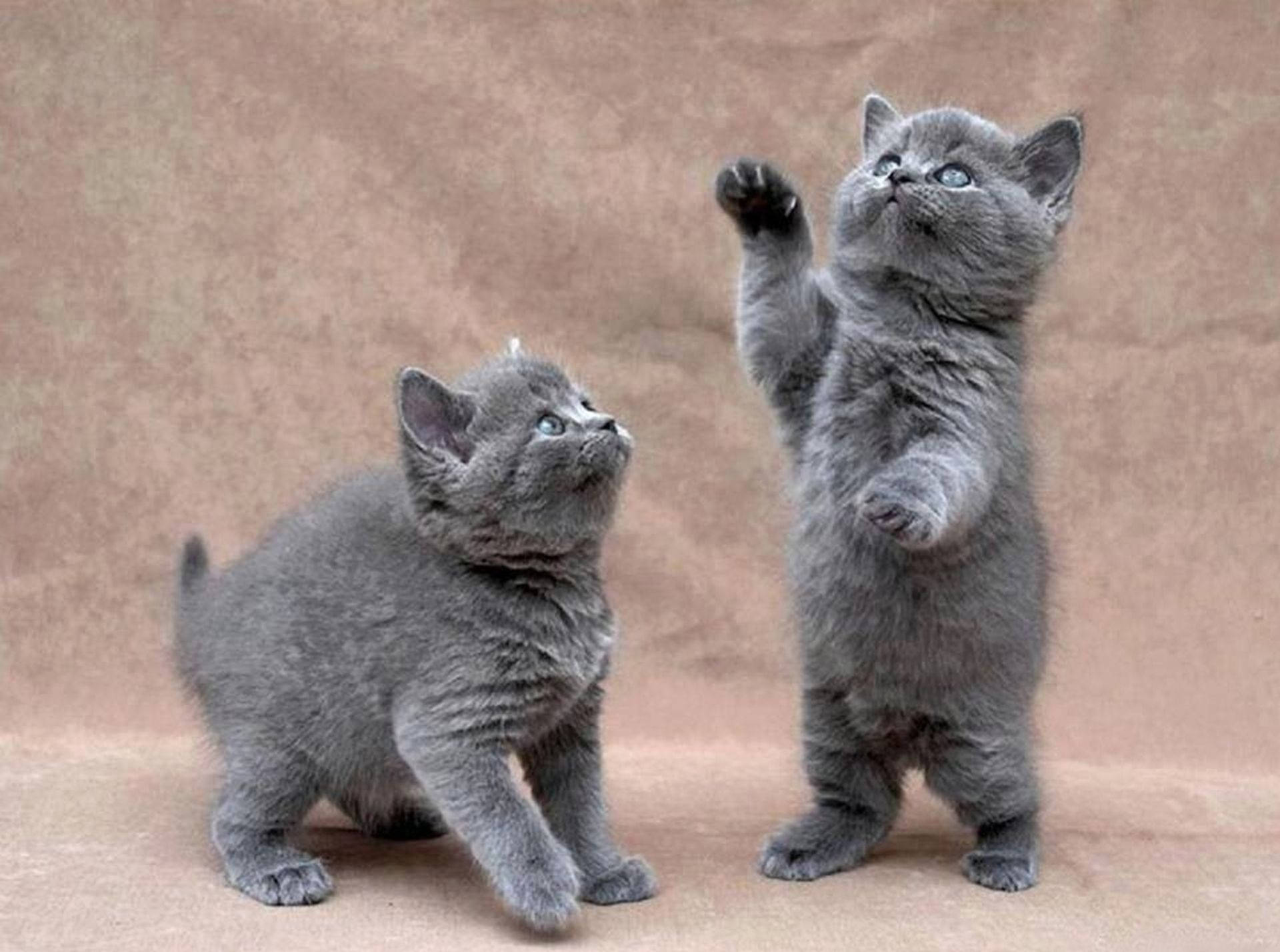 playful grey kittens, fluffy gray kittens, bright blue eyes, Full HD Desktop Wallpaper