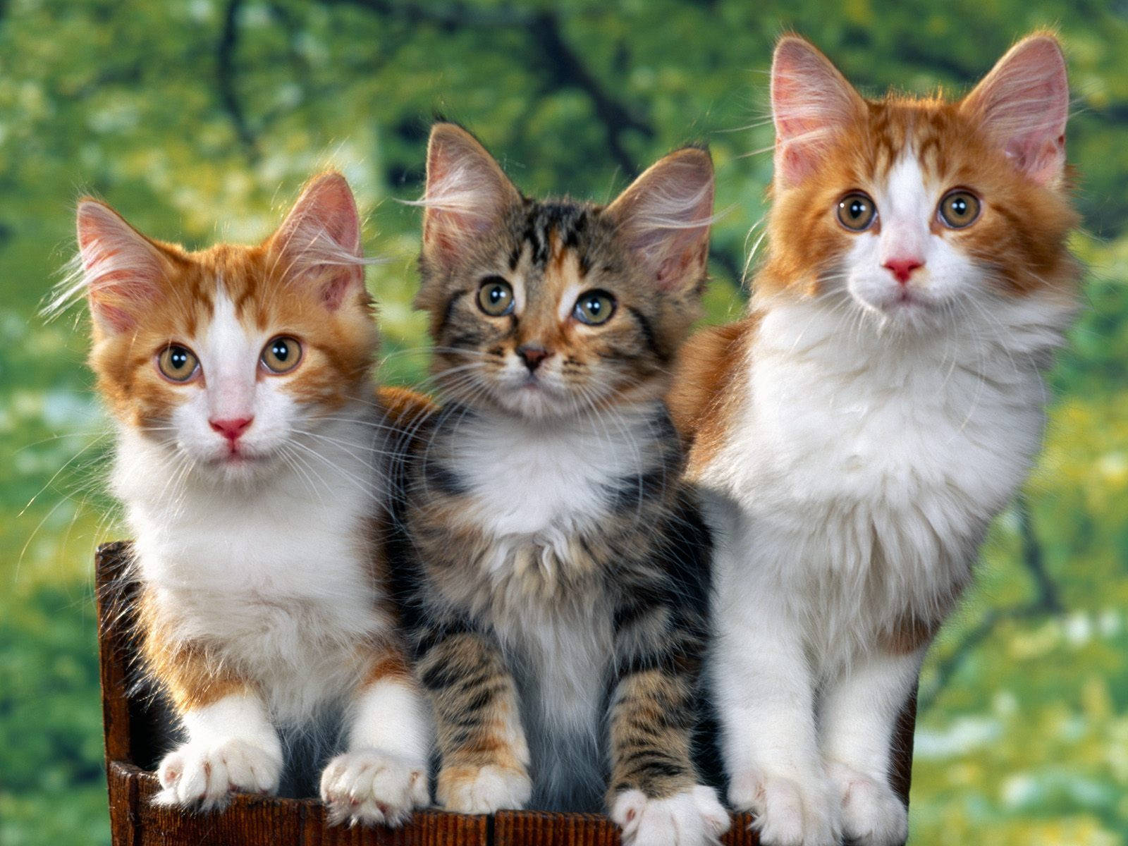 orange tabby, calico, wooden basket, HD Desktop Wallpaper