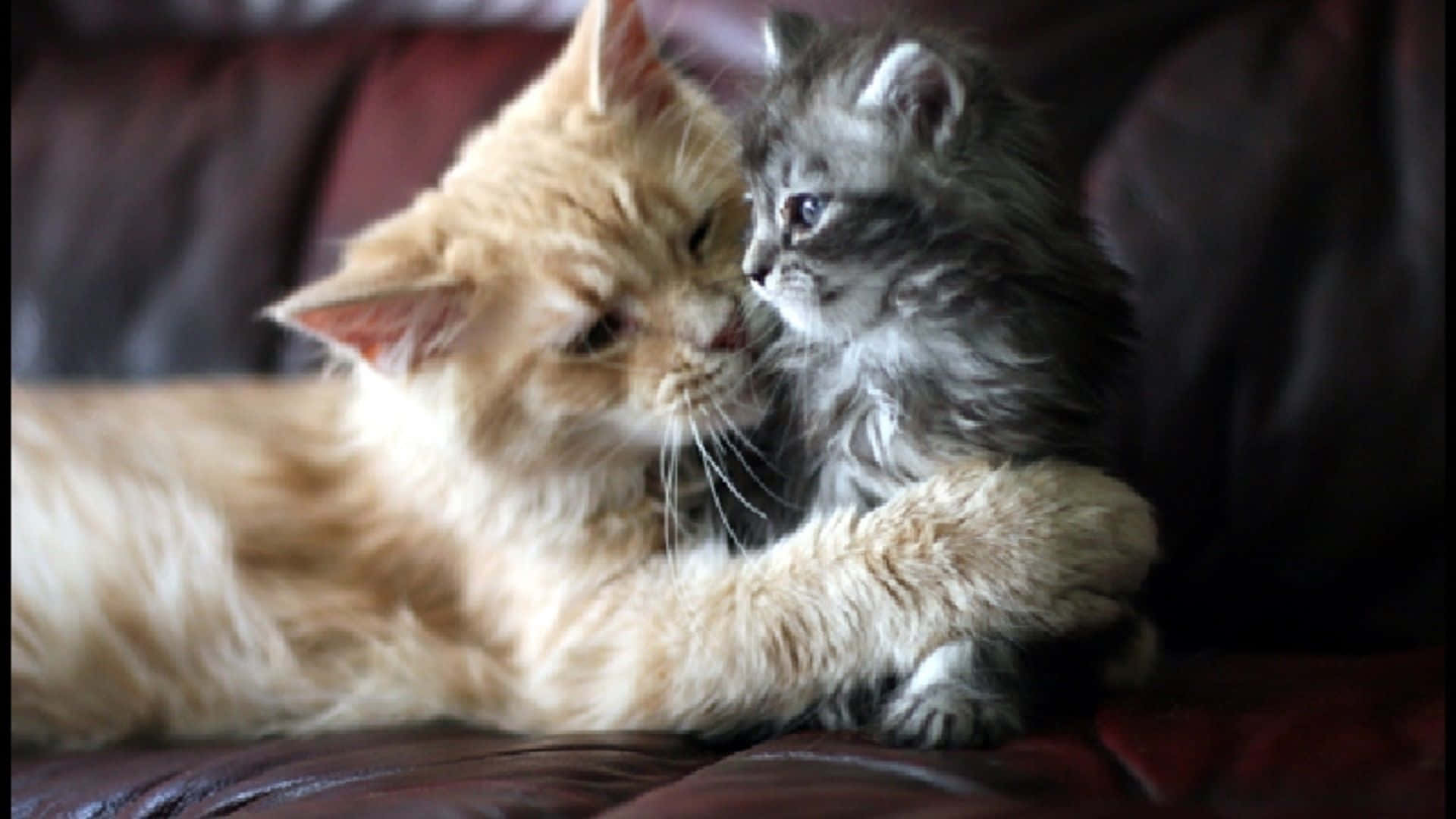 fluffy orange cat, small gray tabby kitten, dark leather couch, Full HD Desktop Wallpaper