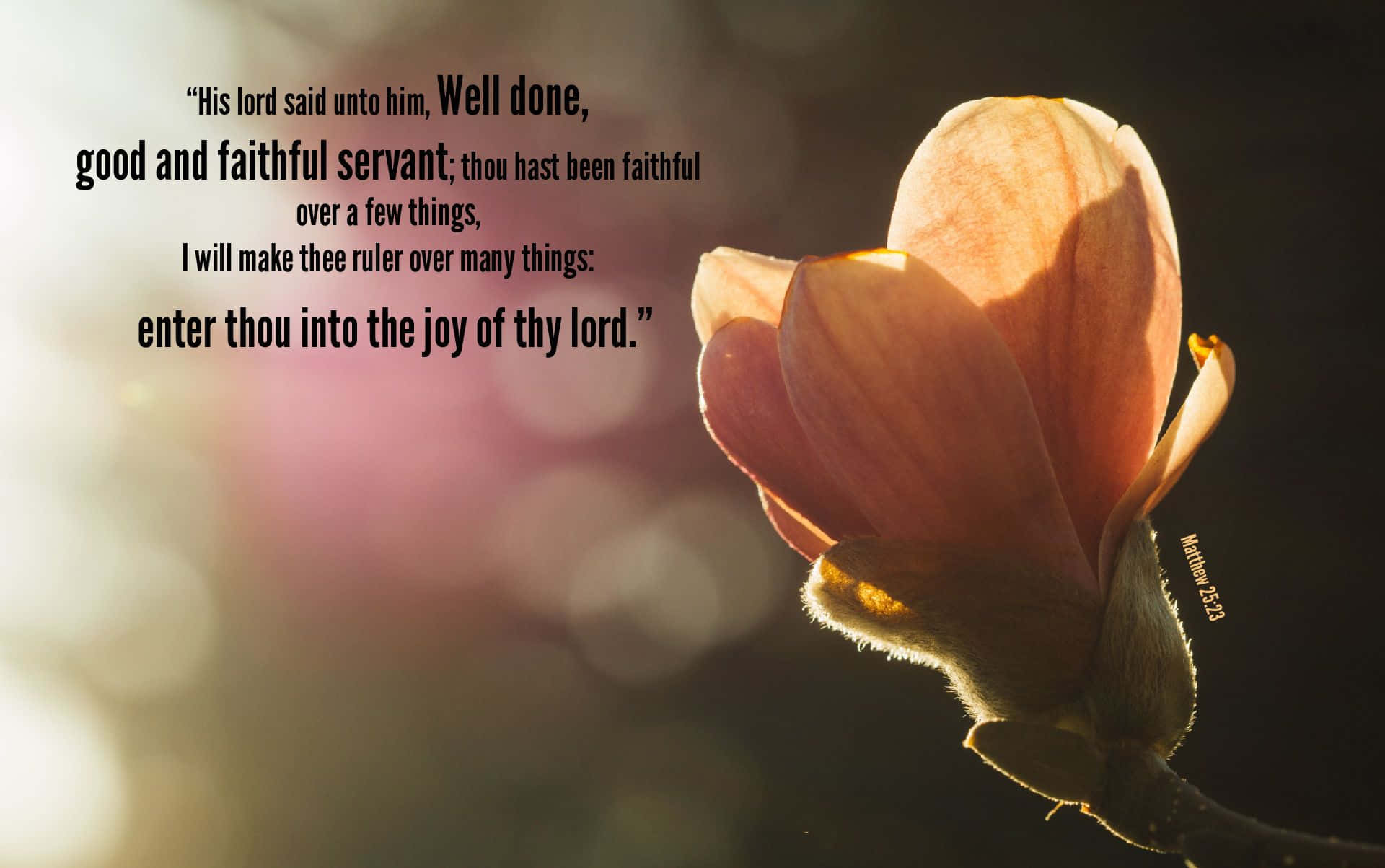 magnolia blossom, warm golden light, biblical quote, Full HD Desktop Wallpaper