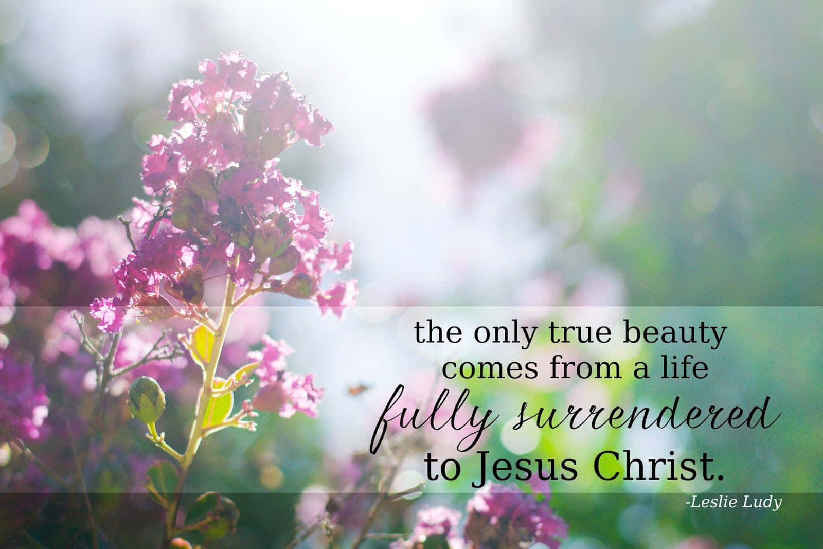 soft pink flowers, sunlit bokeh, inspirational quote overlay, HD Desktop Wallpaper
