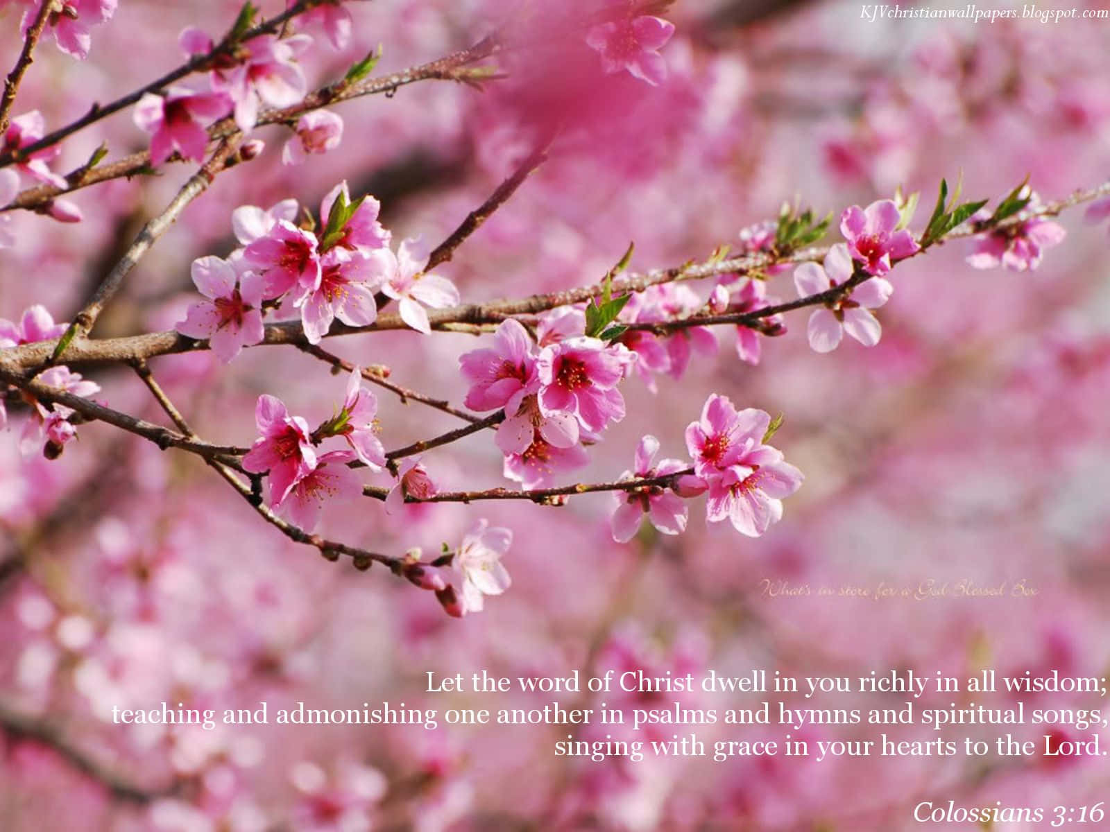 Pink cherry blossoms, soft blurred background, biblical verse overlay, HD Desktop Wallpaper