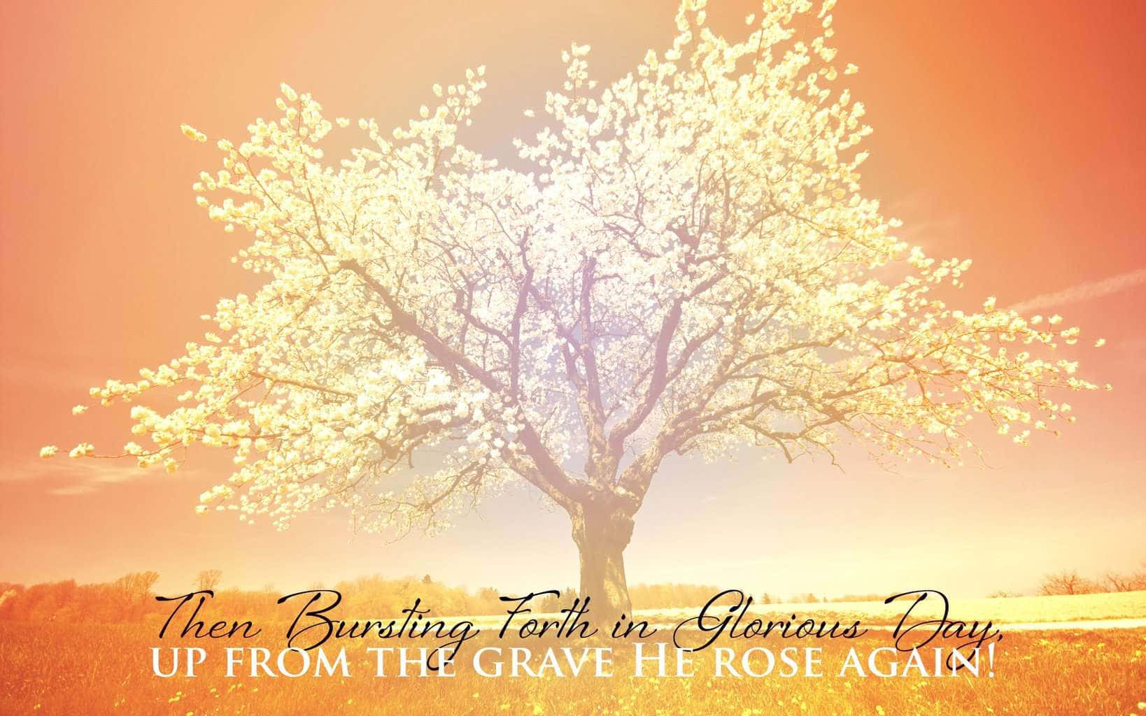 Christian woman, cross, blossoming tree, HD Desktop Wallpaper