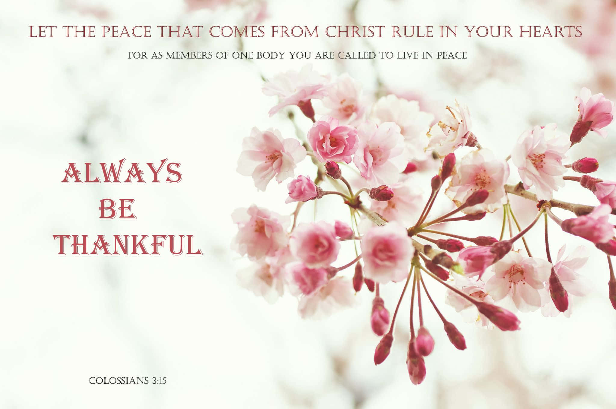 soft pink cherry blossoms, bright white background, inspirational Christian text overlay, Full HD Desktop Wallpaper