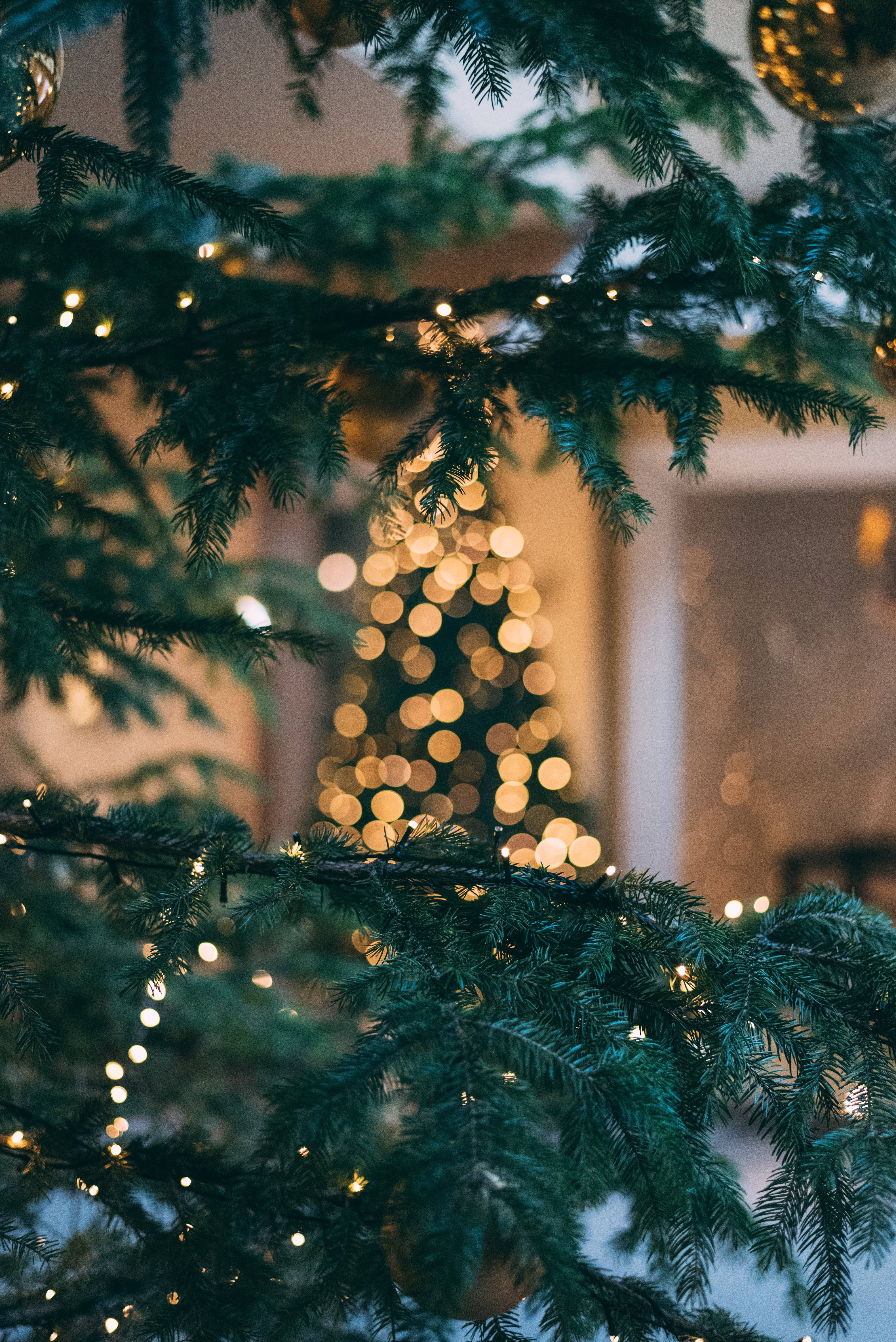 Christmas tree, evergreen branches, twinkling fairy lights, 5K Phone Wallpaper