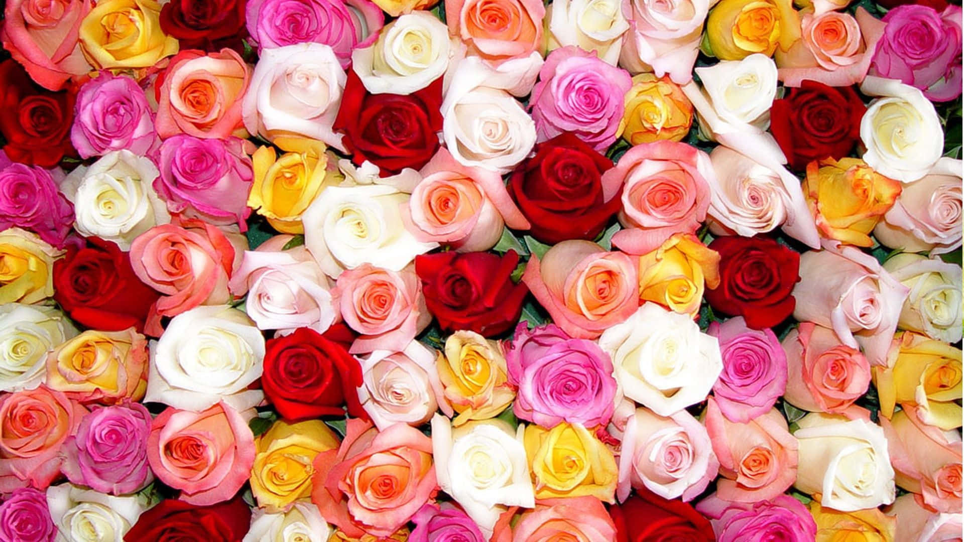 Vibrant Color Burst, roses, red, Full HD Desktop Wallpaper