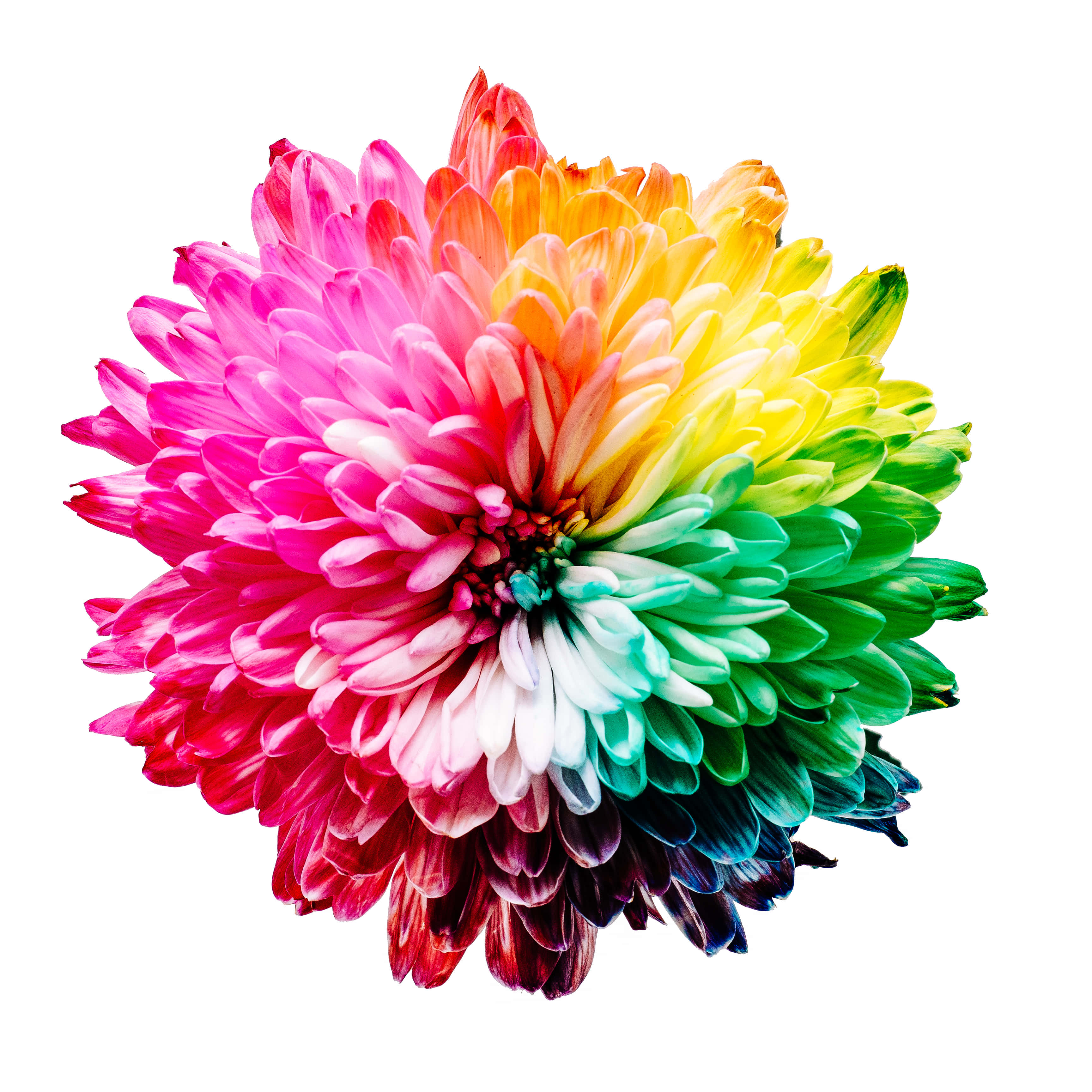 Vibrant Spectrum of Colors, rainbow-colored dahlia flower, pink to yellow green and blue, 2K Desktop Wallpaper