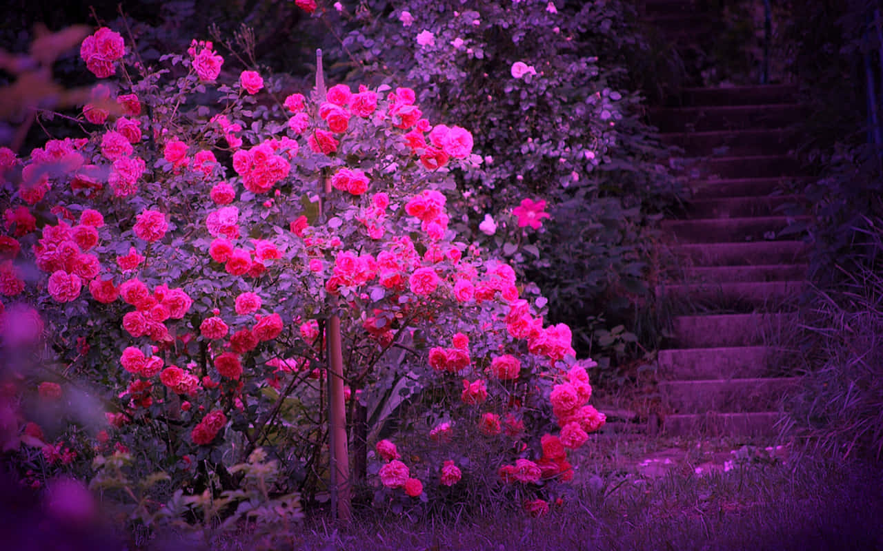 vibrant pink roses, stone staircase, purple twilight glow, HD Desktop Wallpaper